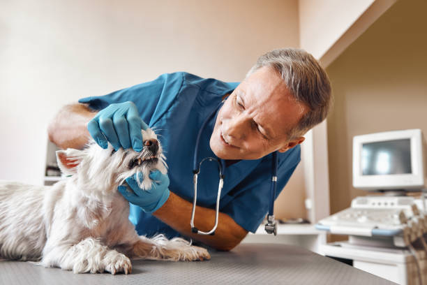 Best 24-Hour Emergency Dentist in Greenville, VA